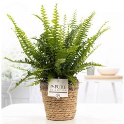 Nephrolepis Green Lady In P&PURE Basket (53369)