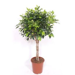 Ficus Nitida gevlochten stam - 120 cm (46050)