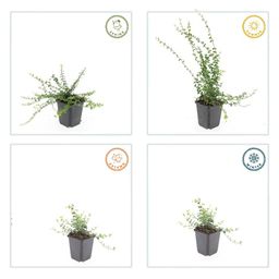 Garden basics 12x Euonymus fort. 'Minimus' - ↕10-25cm - Ø9cm (47714)