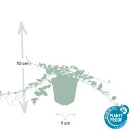 Garden basics 24x Vinca minor 'Alba' - ↕10-25cm - Ø9cm (50350)