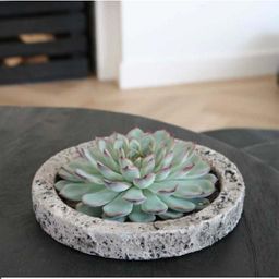 Rootless by aloe demi ROOTLESS Succulent Echeveria Lilacina in schaal 'Concrete' Ø20 cm (8721001420247)