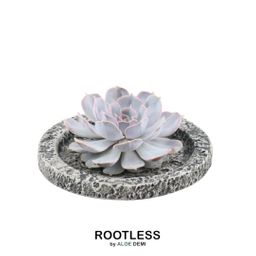 Rootless by aloe demi ROOTLESS Succulent Echeveria Lilacina in schaal 'Concrete' Ø20 cm (8721001420247)
