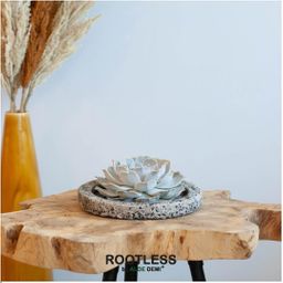 Rootless by aloe demi ROOTLESS Succulent Echeveria Lilacina in schaal 'Concrete' Ø20 cm (8721001420247)