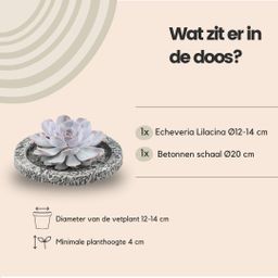 Rootless by aloe demi ROOTLESS Succulent Echeveria Lilacina in schaal 'Concrete' Ø20 cm (8721001420247)