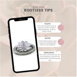 Rootless by aloe demi ROOTLESS Succulent Echeveria Lilacina in schaal 'Concrete' Ø20 cm (8721001420247)