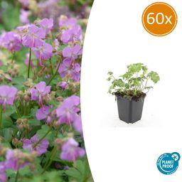 Garden basics 60x Geranium cant. 'Cambridge' - ↕10-25cm - Ø9cm (47776)
