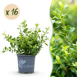 Buxus Haag - BetterBuxus Babylon Beauty - Resistant tegen de Buxus schimmel - 16 planten - 2 strekkende meter - pot 9cm hoogte 20-25 (8720862103535)