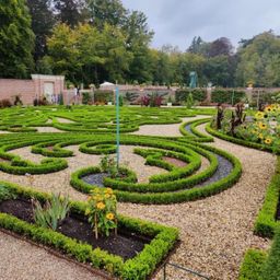 Buxus Haag - BetterBuxus Babylon Beauty - Resistant tegen de Buxus schimmel - 16 planten - 2 strekkende meter - pot 9cm hoogte 20-25 (8720862103535)