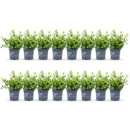 Buxus Haag - BetterBuxus Babylon Beauty - Resistant tegen de Buxus schimmel - 16 planten - 2 strekkende meter - pot 9cm hoogte 20-25 (8720862103535)