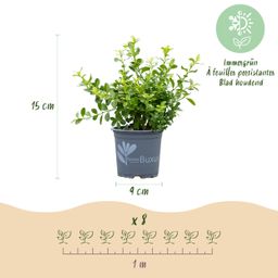 Buxus Haag - BetterBuxus Babylon Beauty - Resistant tegen de Buxus schimmel - 16 planten - 2 strekkende meter - pot 9cm hoogte 20-25 (8720862103535)