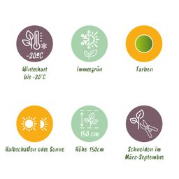 Buxus Haag - BetterBuxus Babylon Beauty - Resistant tegen de Buxus schimmel - 16 planten - 2 strekkende meter - pot 9cm hoogte 20-25 (8720862103535)