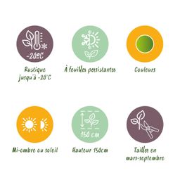 Buxus Haag - BetterBuxus Babylon Beauty - Resistant tegen de Buxus schimmel - 16 planten - 2 strekkende meter - pot 9cm hoogte 20-25 (8720862103535)