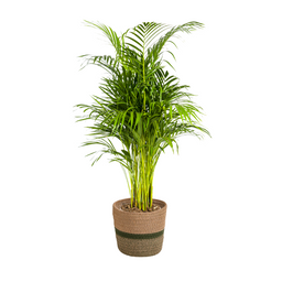 Dypsis Areca Lutescens met mand Ø21cm - ↕100 (48557)