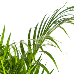 Dypsis Areca Lutescens met mand Ø21cm - ↕100 (48557)