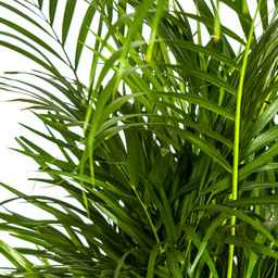 Dypsis Areca Lutescens met mand Ø21cm - ↕100 (48557)
