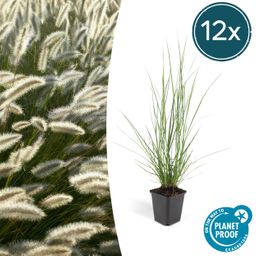 Garden basics 12x Pennisetum alopecuroides 'Hameln' - ↕10-25cm - Ø9cm (46981)