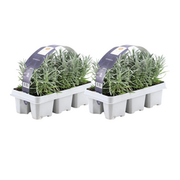 Premium basics 2x 6 pack Lavendel angustifolia - Ø7 cm (48268)