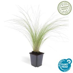 Garden basics 6x Stipa tenuissima 'Ponytails' - ↕10-25cm - Ø9cm (46990)