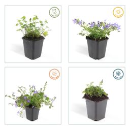 Garden basics 24x Campanula poscharskyana 'Stella' - ↕10-25cm - Ø9cm (50378)