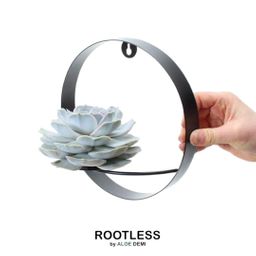 Rootless by aloe demi ROOTLESS Succulent Echeveria Lilacina op Muurdeco standaard zwart Ø20 cm (8721001420261)