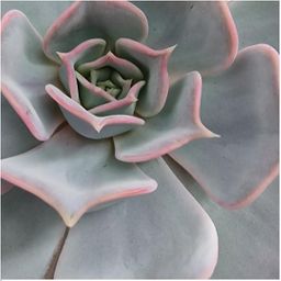 Rootless by aloe demi ROOTLESS Succulent Echeveria Lilacina op Muurdeco standaard zwart Ø20 cm (8721001420261)