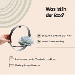 Rootless by aloe demi ROOTLESS Succulent Echeveria Lilacina op Muurdeco standaard zwart Ø20 cm (8721001420261)