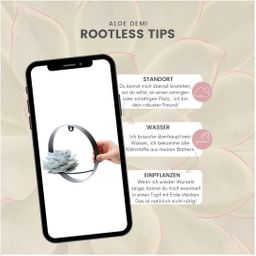 Rootless by aloe demi ROOTLESS Succulent Echeveria Lilacina op Muurdeco standaard zwart Ø20 cm (8721001420261)