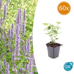 Garden basics 60x Agastache 'Blue Fortune' - ↕10-25cm - Ø9cm (47568)