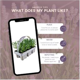 Plants by frank 4 x 6 pack Lavendel angustifolia white - 24 x Ø7 cm (33465)