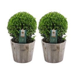 Plants by frank 2x Ilex crenata 'Jenny' bol in houten pot | set van 2 stuks | 20 cm Ø diameter (8721001420353)
