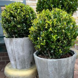 Plants by frank 2x Ilex crenata 'Jenny' bol in houten pot | set van 2 stuks | 20 cm Ø diameter (8721001420353)