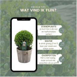 Plants by frank 2x Ilex crenata 'Jenny' bol in houten pot | set van 2 stuks | 20 cm Ø diameter (8721001420353)