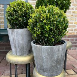 Plants by frank 2x Ilex crenata 'Jenny' bol in houten pot | set van 2 stuks | 20 cm Ø diameter (8721001420353)
