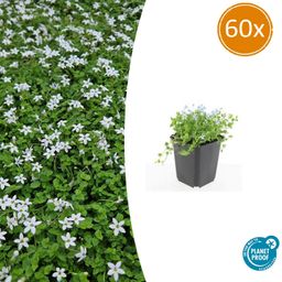Garden basics 60x Isotoma fluviatilis 'Alba'- ↕10-25cm - Ø9cm (47870)