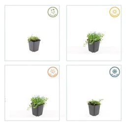 Garden basics 60x Isotoma fluviatilis 'Alba'- ↕10-25cm - Ø9cm (47870)