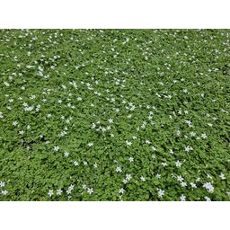 Garden basics 60x Isotoma fluviatilis 'Alba'- ↕10-25cm - Ø9cm (47870)