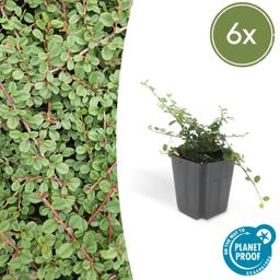 Garden basics 6x Cotoneaster pr. 'Queen of Carpets' - ↕10-25cm - Ø9cm (46889)