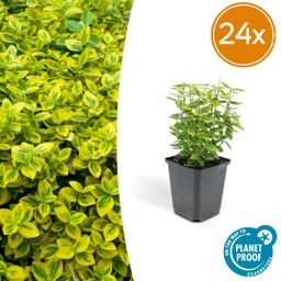 Garden basics 24x Euonymus fort. 'Emerald 'n Gold’ - ↕10-25cm - Ø9cm (50316)