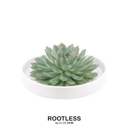 Rootless by aloe demi ROOTLESS Succulent Echeveria Pulidonis in schaal 'wit' Ø20 cm (8721001420117)