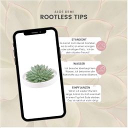 Rootless by aloe demi ROOTLESS Succulent Echeveria Pulidonis in schaal 'wit' Ø20 cm (8721001420117)