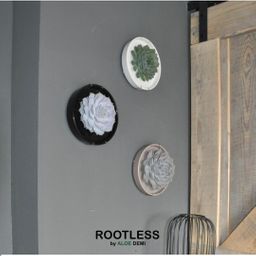 Rootless by aloe demi ROOTLESS Succulent Echeveria Lilacina in schaal 'zwart' Ø20 cm (8721001420209)