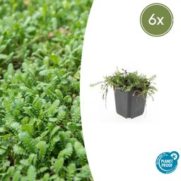 Garden basics 6x Leptinella squalida - ↕10-25cm - Ø9cm (47886)