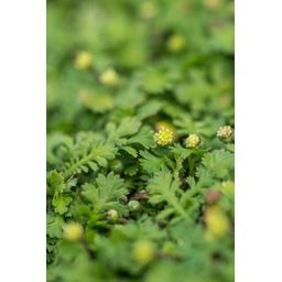 Garden basics 6x Leptinella squalida - ↕10-25cm - Ø9cm (47886)