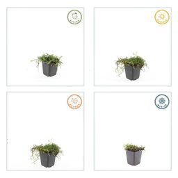 Garden basics 6x Leptinella squalida - ↕10-25cm - Ø9cm (47886)