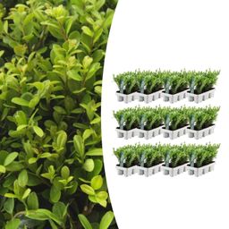 Premium basics 12 x 6 pack Ilex crenata 'Jenny' - Ø7 cm (48275)