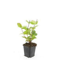 Garden basics 24x Hypericum inodorum 'Beauty' - ↕10-25cm - Ø9cm (50444)