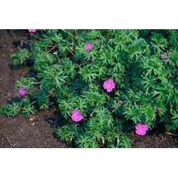 Garden basics 12x Geranium 'Tiny Monster' - ↕10-25cm - Ø9cm (47817)