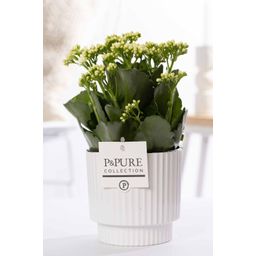 Kalanchoe White In P&PURE Ivy Ceramics (53363)