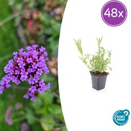 Garden basics 48x Verbena bonariensis - ↕10-25cm - Ø9cm (50347)