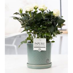 Rosa White In P&PURE Lauren Ceramics (53399)